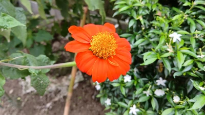 jaaspire-post