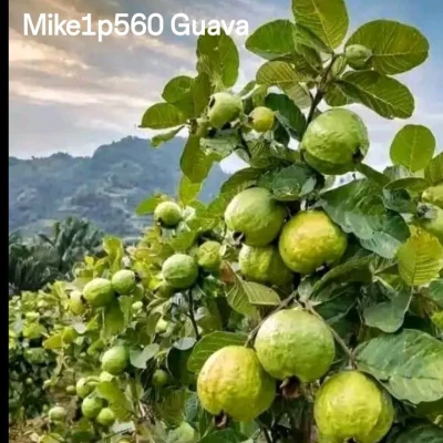 jaaspire-post